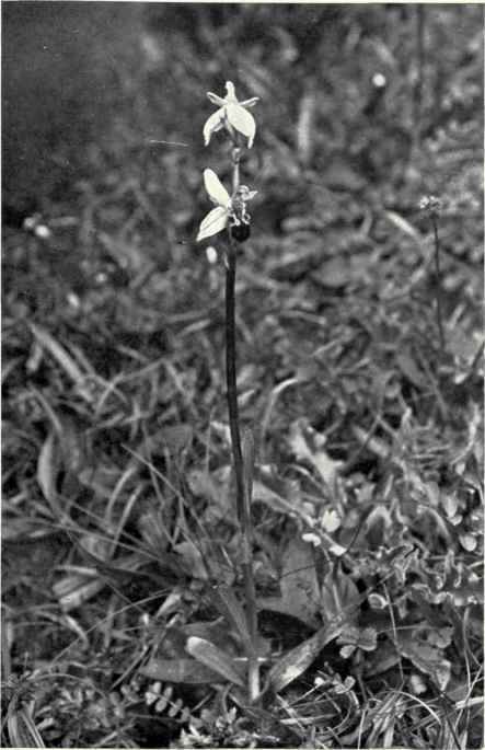 Bee Orchis (Ophrys apifera, Huds.)