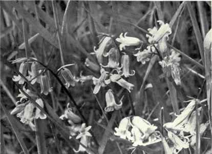 Bluebell (Scilla non scripta, Hoffm. and Link.)