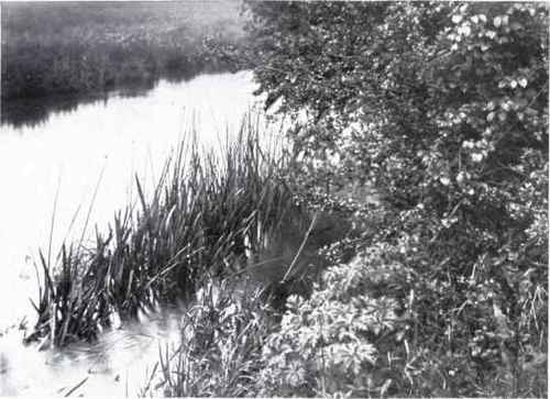 Bulrush (Scirpus lacustris, L.)