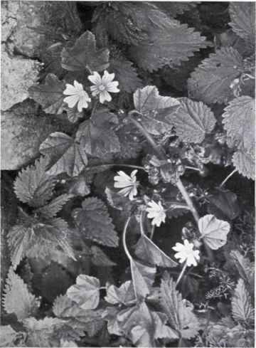 Common or Marsh Mallow (Malva sylvestris, L.)