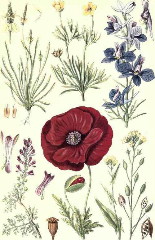 Corn Buttercup (Ranunculus arvensis, L.) 1