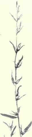 Corn Gromwelx (Lithospermum arvense, L.) 1