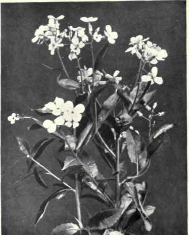 Dame's Violet (Hesperis matronalis, L.)