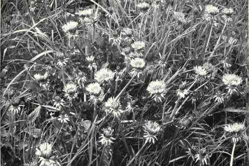 Dandelion (Taraxacum officinale, Weber)
