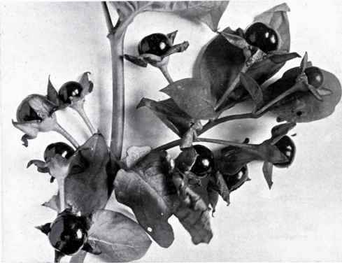 Deadly Nightshade (Atropa Belladonna, L.)