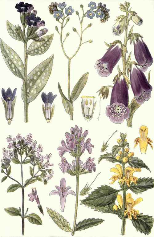 (Digitalis purpurea, L.). 4. Marjoram (Origanum vulgare, L.). 5. Wood Betony (Slachys officinalis, Trev.).