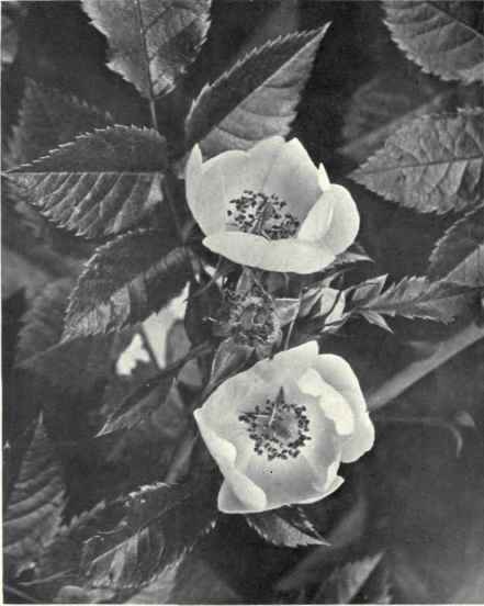Dog Rose (Rosa canina, L.)