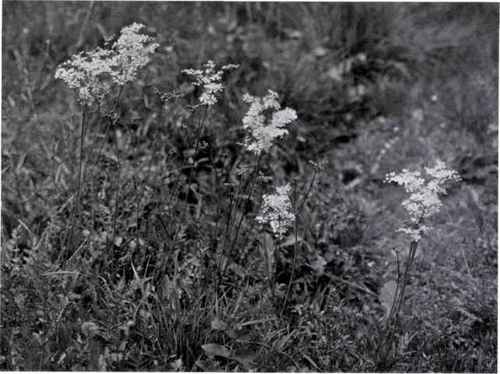 Dropwort (Spiraea filipendula, L.)
