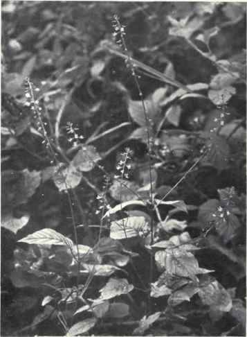 Enchanter's Nightshade (Circcea Lutetiana, L.)