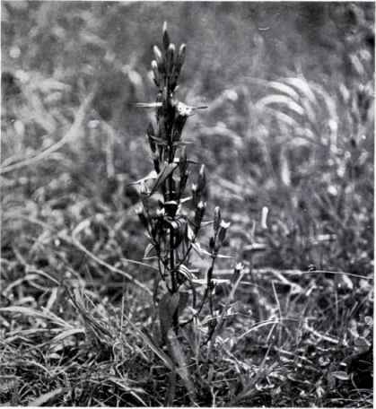 Field Gentian (Gentiana campestris, L.)