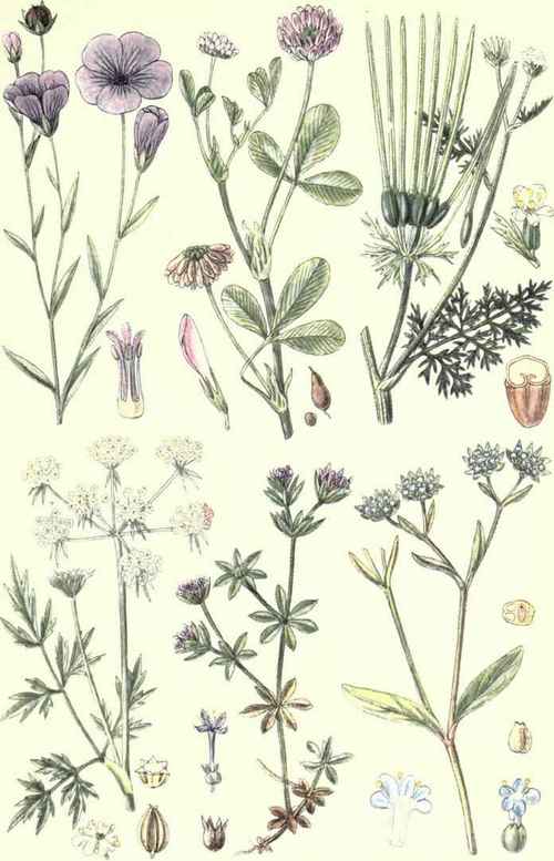 Flax (Linum usitatissimum, L.) 1
