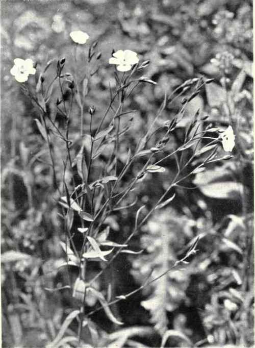 Flax (Linum usitatissimum, L.) 3