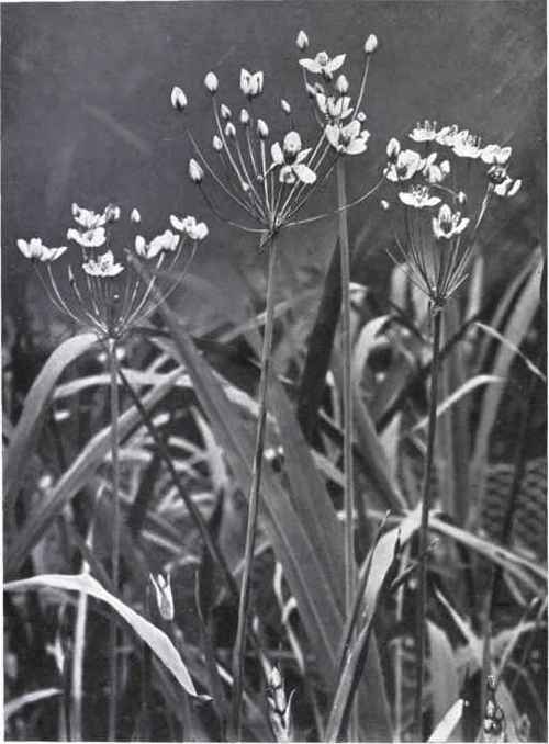 Flowering Rush (Butomus umbellatus, L.)