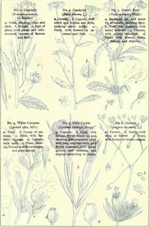Flowers Of The Cornfields 1