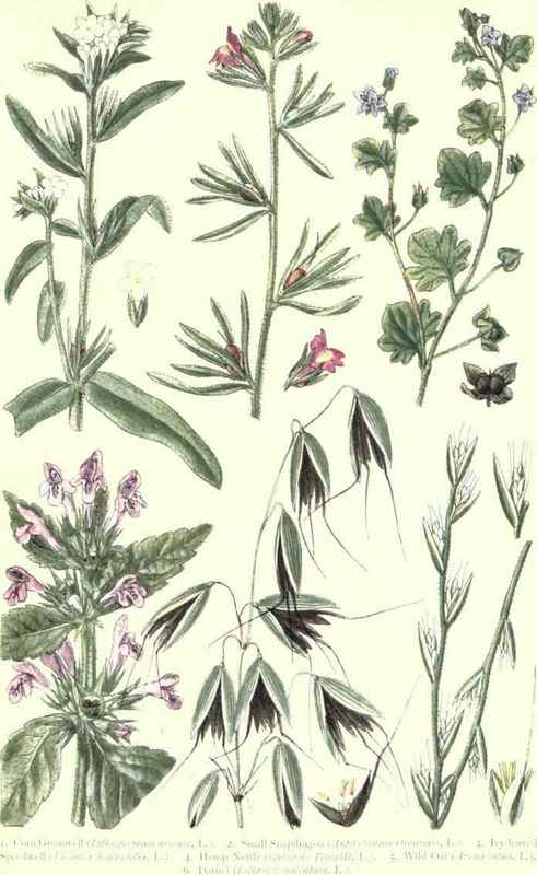 Flowers Of The Cornfields