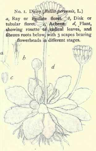 Flowers Of The Fields And Meadows 1
