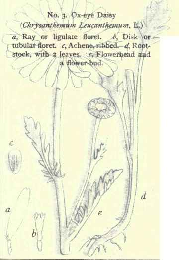 Flowers Of The Fields And Meadows 3