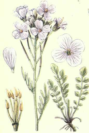 Flowers Of The Fields And Meadows 3
