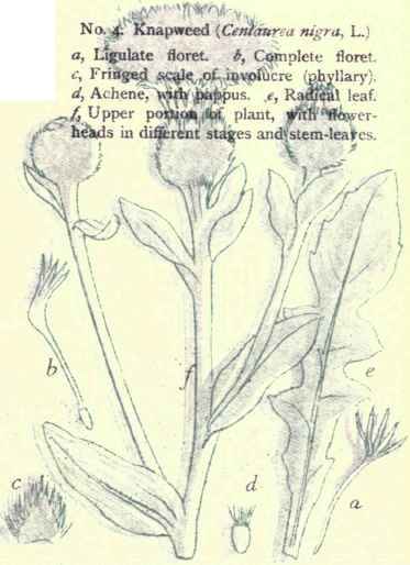 Flowers Of The Fields And Meadows 4