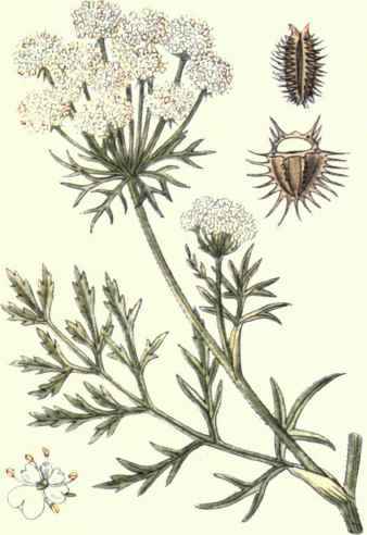 Flowers Of The Fields And Meadows 7