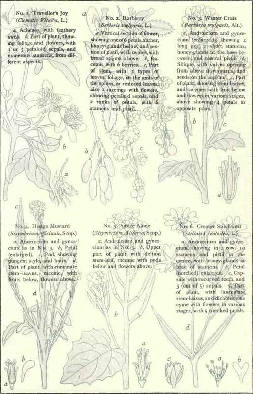 Flowers Of The Roadsides And Hedges Plate XXV
