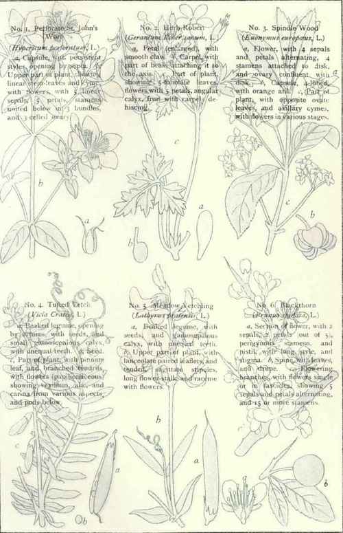 Flowers Of The Roadsides And Hedges Plate XXVI
