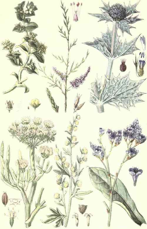 Flowers Of The Sea Coast 1