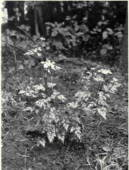 Fool's Parsley (Aethusa Cynapium, L.)