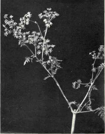 Hemlock (Conium maculatum, L.)