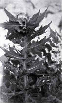 Henbane (Hyoscyamus niger, L.) in Flower