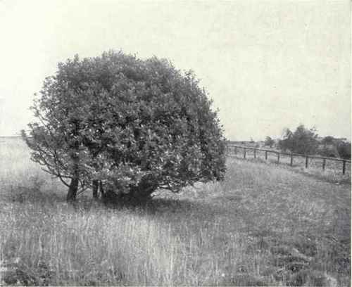 Holly (Ilex Aquifolium, L.)