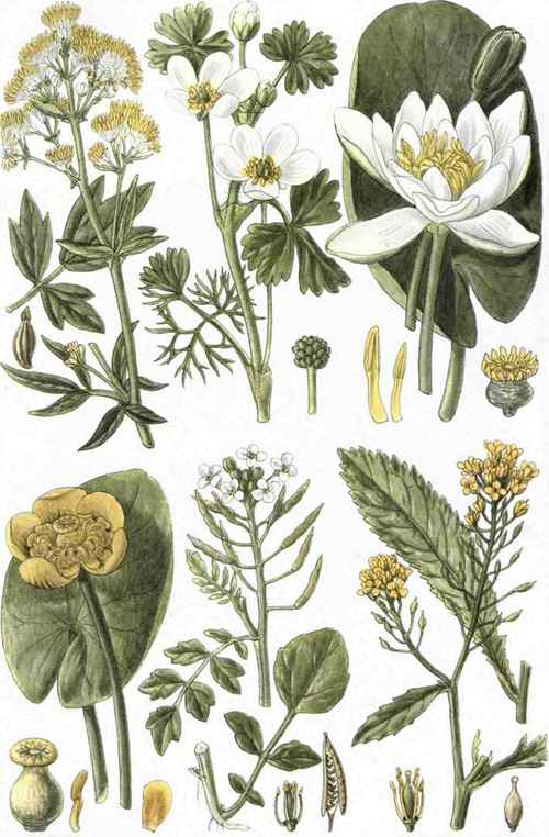 I. Meadow Rue (Thalictrum flavum, L.). 2. Water Fennel (Ranunculus trichophyllus, Chaix). 3. White Water Lily (Castalia alba, Wood). 4. Yellow Water Lily (Nymphaea lutea, L.). 5. Water Cress (Radicula Nasturtiumaquaticum, Rendle and Britten). 6. Great Yellow Water Cress (Radicula amphibia, Druce).