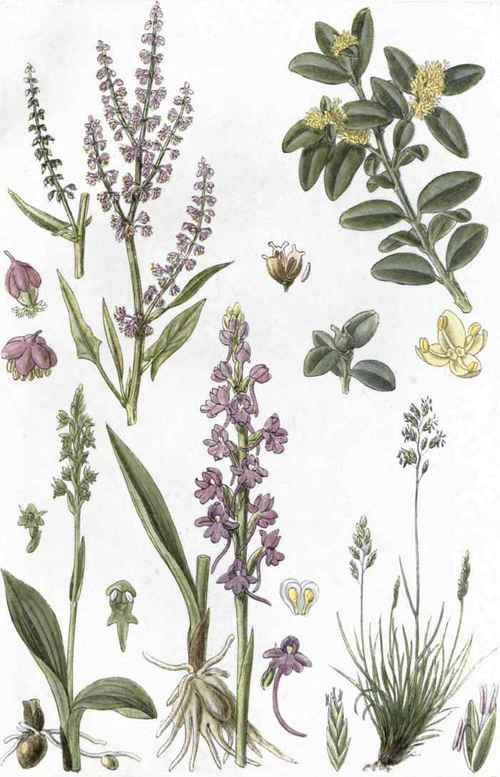 I. Sheep's Sorrel (Rumex Acetosella, L.). 2. Box (Buxus sempervirens, L.). 3. Musk Orchid (Herminium Monorchis, Br.). 4. Fragrant Orchis (Habenaria conopsea, Benth.). 5. Sheep's Fescue (Festuca ovina, L.).