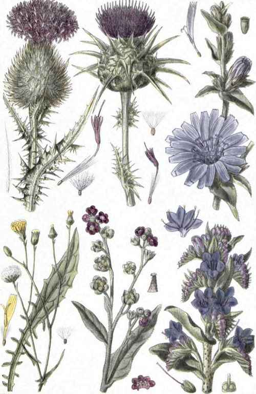 I. Spear Thistle (Cnicus lanceolaus, Willd.). 2. Milk Thistle (Silybum marianum, Gaertn.). 3. Chicory (Cichorium Intybus, L.). 4. Hawk's Heard (Crepis virens, L.). 5. Hound's Tongue (Cynoglossum officinale, L.). 6. Viper's Bugloss (Echium vulgare, L.).