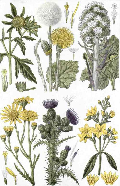 I. Three lobed Butterbur (Bidens tripartita, L.). 2. Coltsfoot (Tussilago Farfara, L.). 3. Butterbur (Petasites ova/us, Hill; officinalis, Maench). 4. .Marsh Ragwort (Senecio aquatius, Hill). 5. Marsh Thistle (Cnicuts palustris, Willd.). 6. Great Yellow Loosestrife (Lysimachia vulgaris, L.).