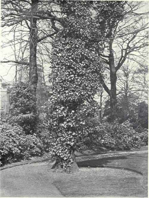 Ivy (Hedera Helix, L.)