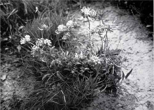 Kidney Vetch (Anthyllis Vulneraria, L.)
