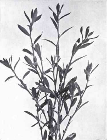Knotgrass (Polygonum aviculare, L.)