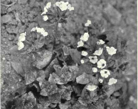 Lungwort (Pulmonaria officinalis, L.)
