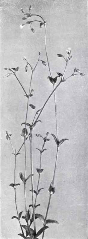 Mouse ear Chickweed (Cerastium vulgatum, L.)