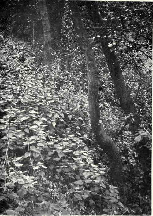 Nettle (Urtica dioica, L.)