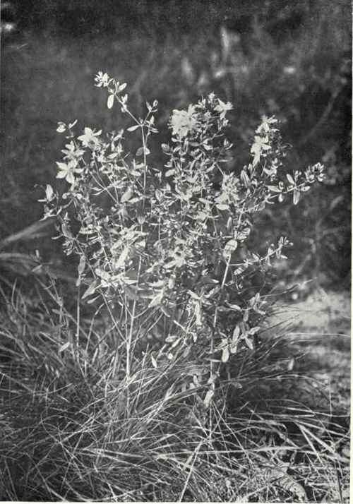 Perforate St. John's Wort (Hypericum perforatum, L.)