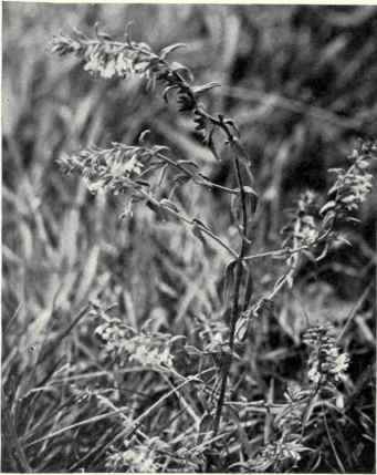 Red Bartsia (Bartsia Odontites, Huds.)