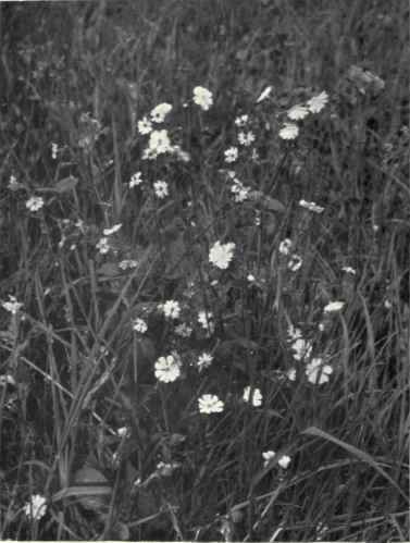 Red Campion (Lychnis dioica, L.)