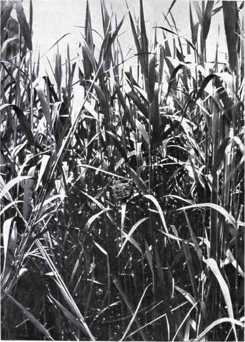 Reed (Phragmites communis, Trin.)
