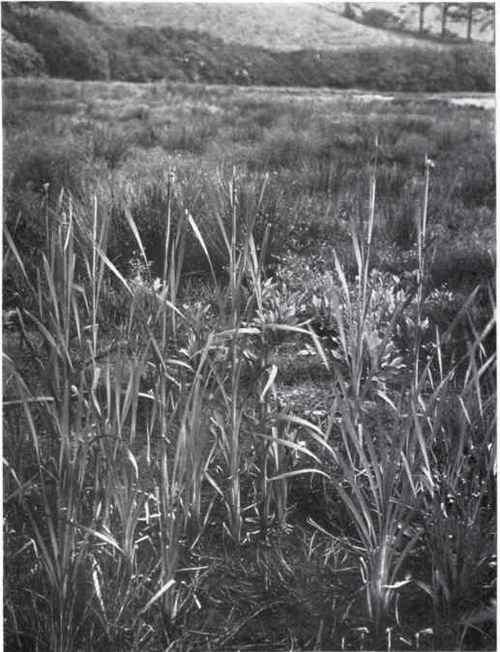 Reed mace (Typha latifolia, L.)
