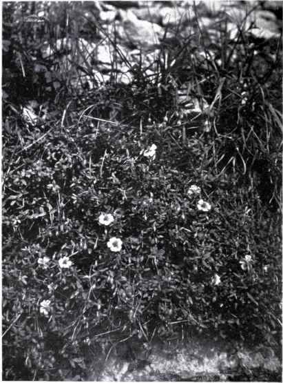 Rock Rose (Helianthemum Chamaecistus, Mill.)