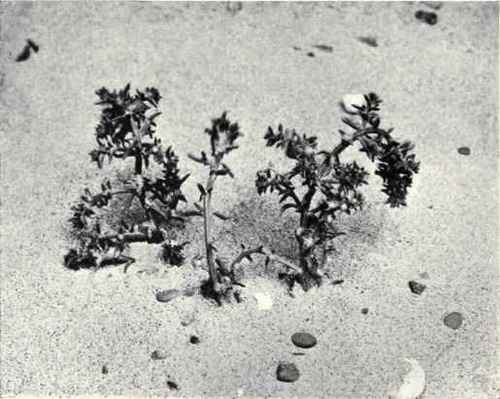 Saltwort (Salsola Kali, L.)