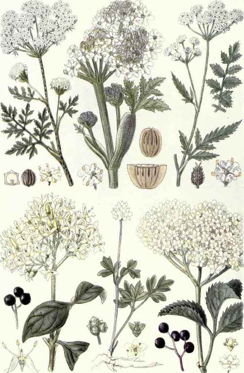 (Sambucus nigra, L.).