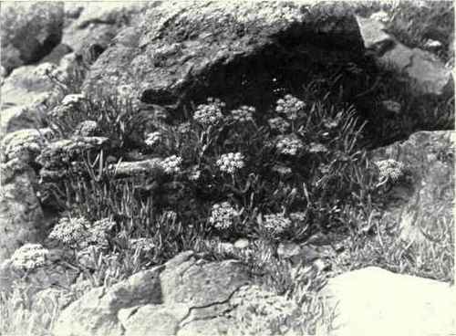Samphire (Crithmum maritimum, L.)